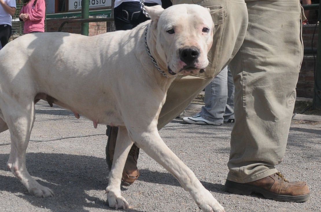 Perro dogo. (Archivo/Pedro Castillo)