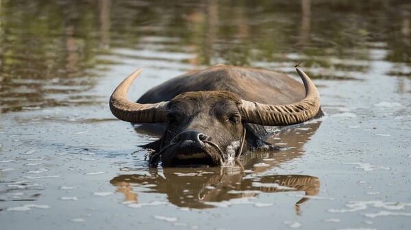 El animal apareció en el Delta.