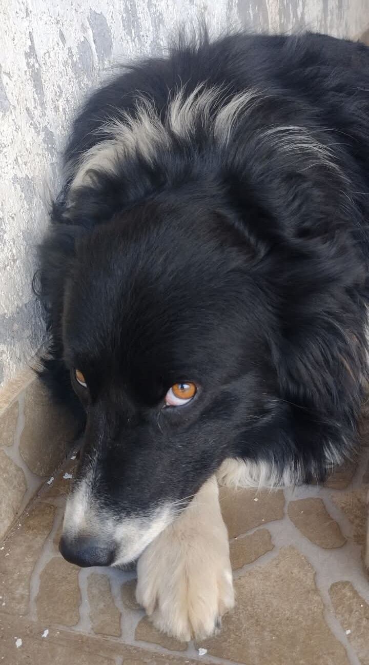 Desesperada búsqueda de una familia cordobesa de su mascota que escapó en Reta asustada por las bombas de estruendo