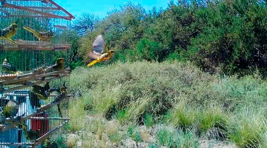 Técnicos de Fauna Silvestre los liberaron en su hábitat natural 