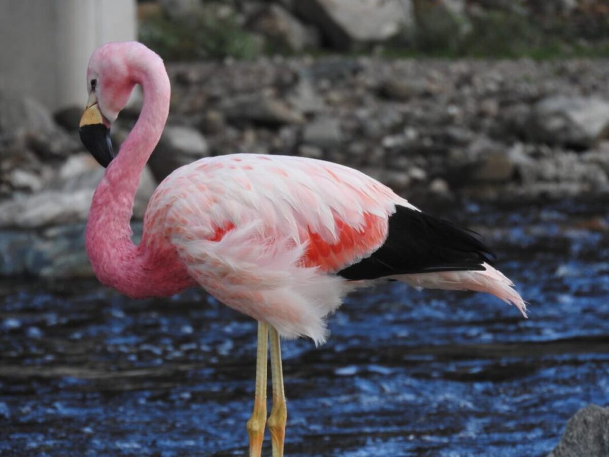 Un flamenco andino apareció en el río Yuspe y causó asombro