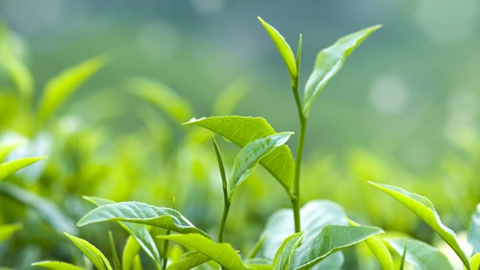 Las infusiones detox necesarias para el día después de Navidad y Año Nuevo. Té verde.