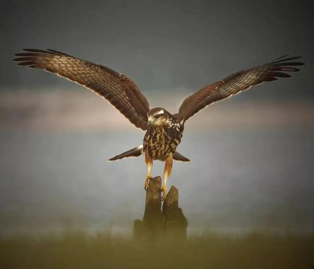 Gavilán caracolero, fotografía de Ricardo Cassani..