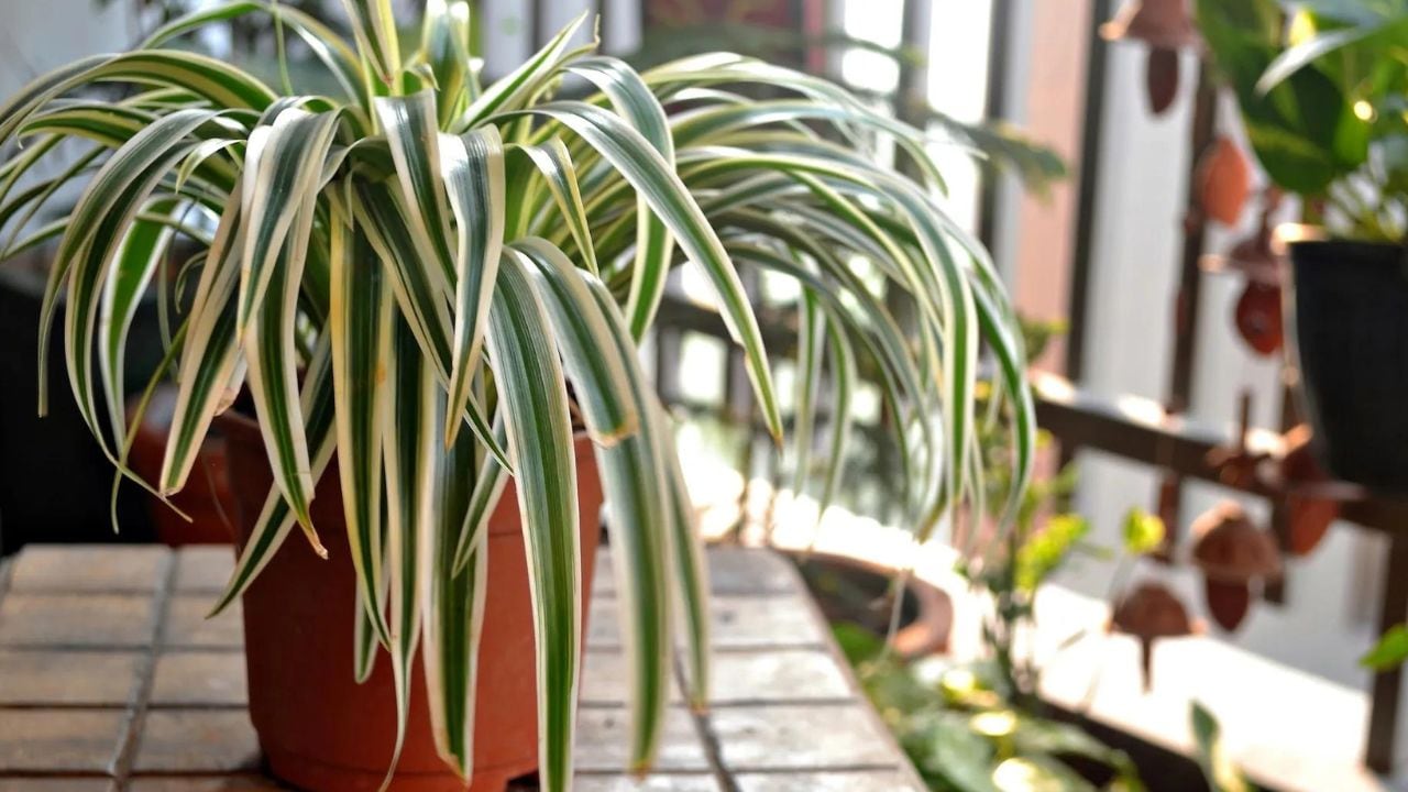 La planta Cinta ayuda es fácil para cuidar y es resistente a la humedad.