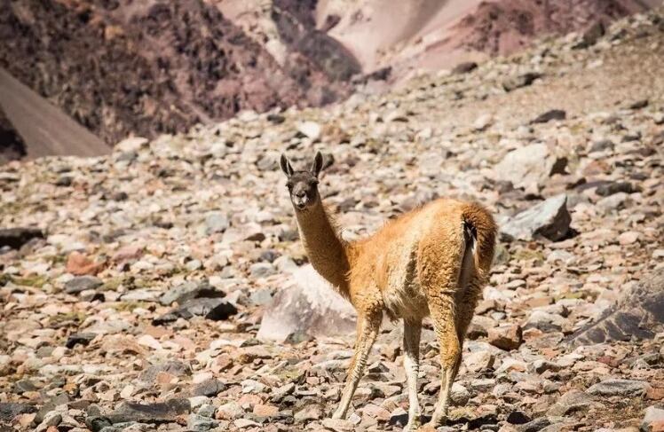 Podrás observar animales autóctonos de la zona.