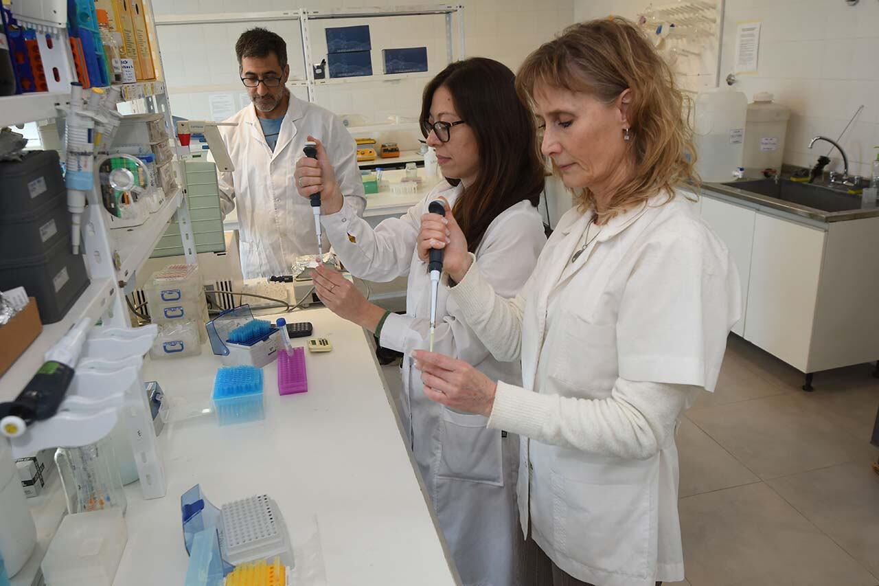 Científicos mendocinos de la UNCuyo y CONICET: Silvia Belmonte, Bioquímica y doctora en Bioquímica y directora del equipo de científicos junto a Cintia Vaquer bióloga molecular y doctora en Ciencias Biológicas y Martín Pavarotti, bioquímico y doctor en biología en el laboratorio del Instituto de Histología y Embriología de la Facultad de Ciencias Médicas de la UNCuyo