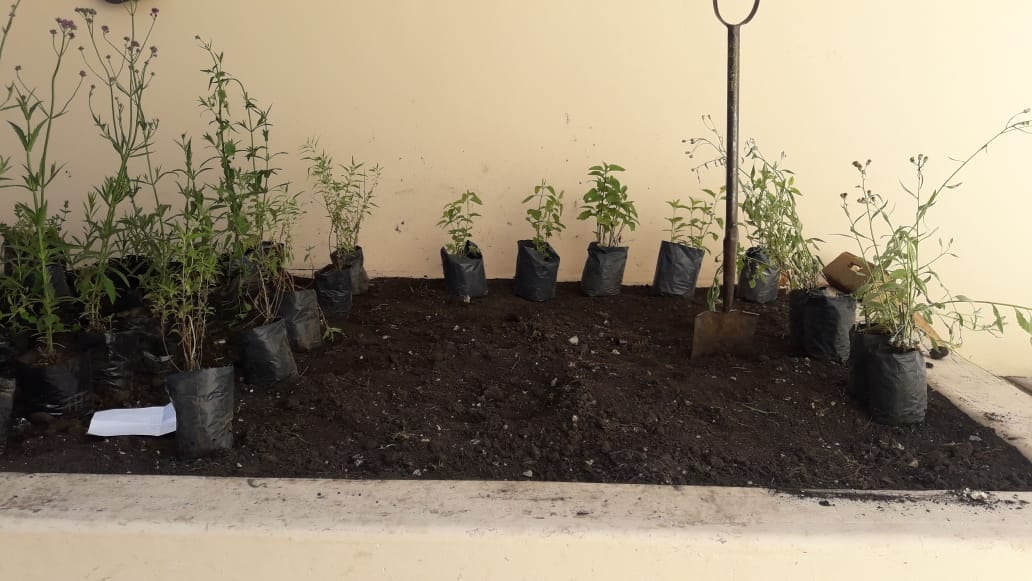 Plantas nativas en el Hospital Materno Infantil