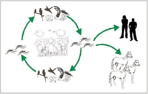 Cadena de contagio de la Encefalomielitis equinas.