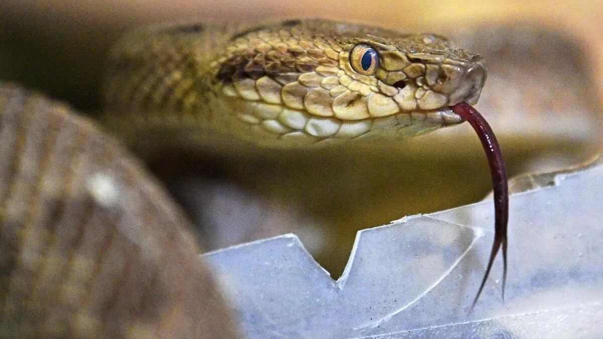 Qué significa soñar con serpientes que no te hacen nada y qué pasa si te atacan