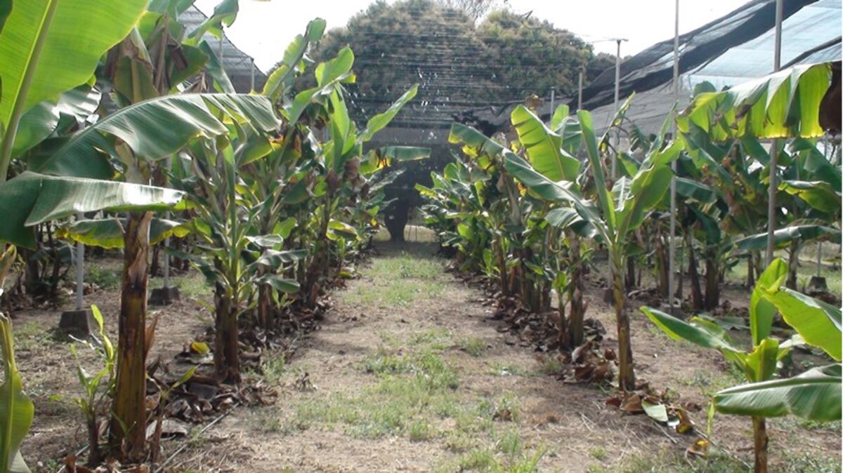 En Jujuy, prueban generar un “microclima” para potenciar la producción bananera