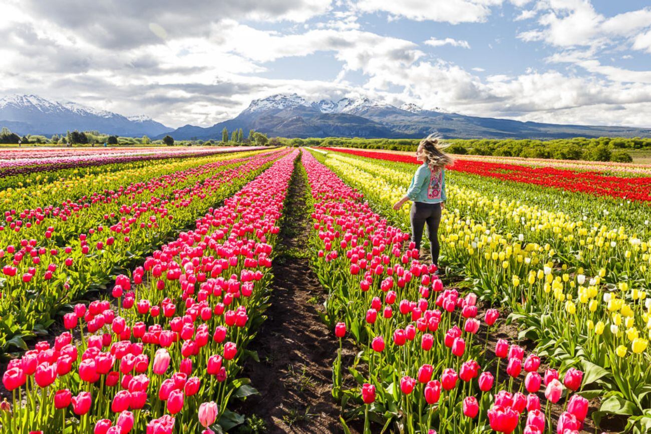 El campo de Tulipanes de Trevelin. (Foto: Turismo Trevelin)