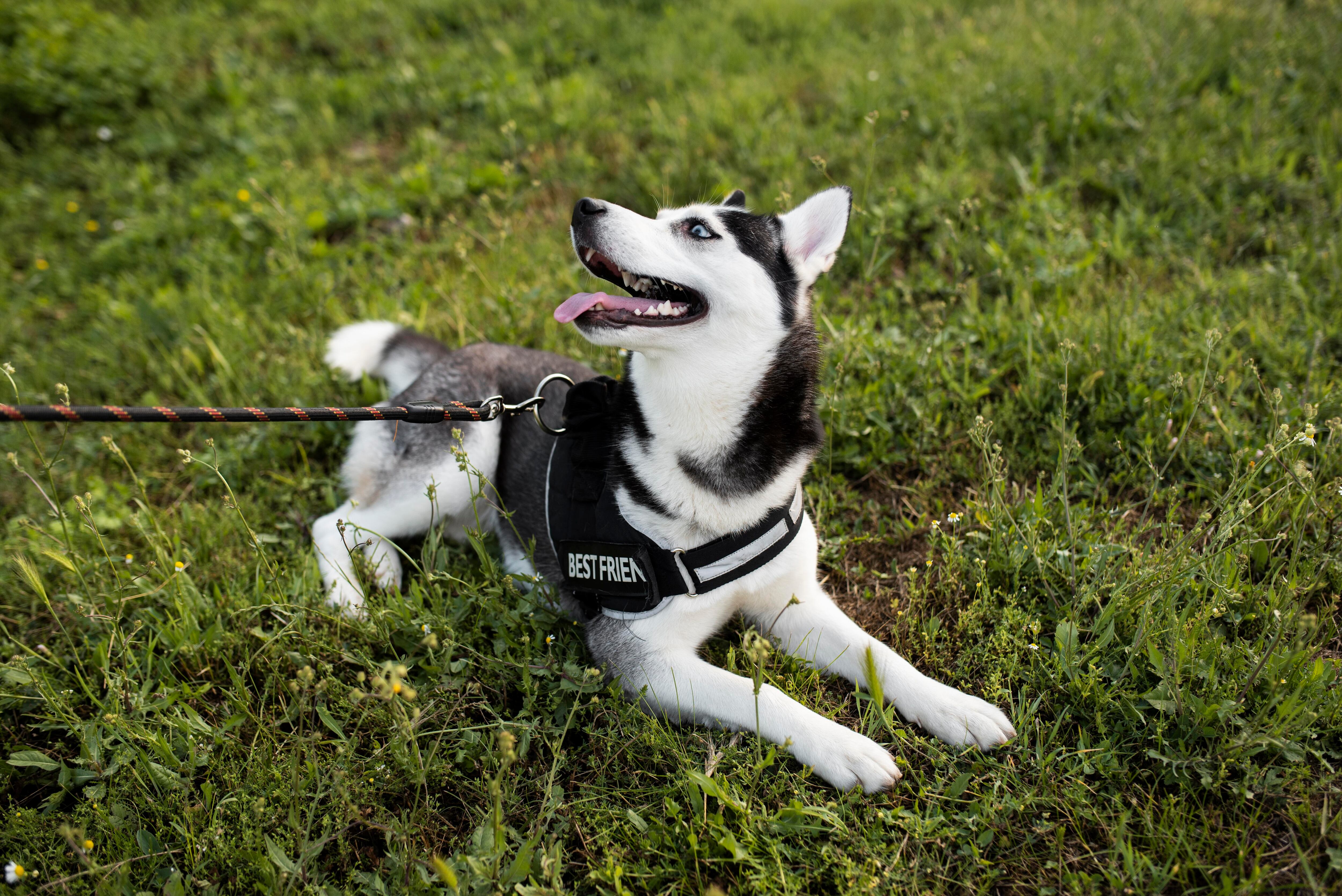 Los veterinarios recomiendan colocarle un arnés a los perros, en vez de un collar.