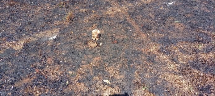 Tras el incendio de una chacra, hallaron un cráneo en el predio.