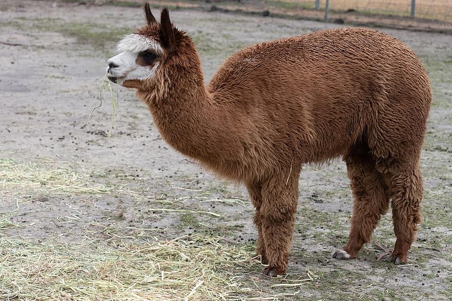 ALPACA