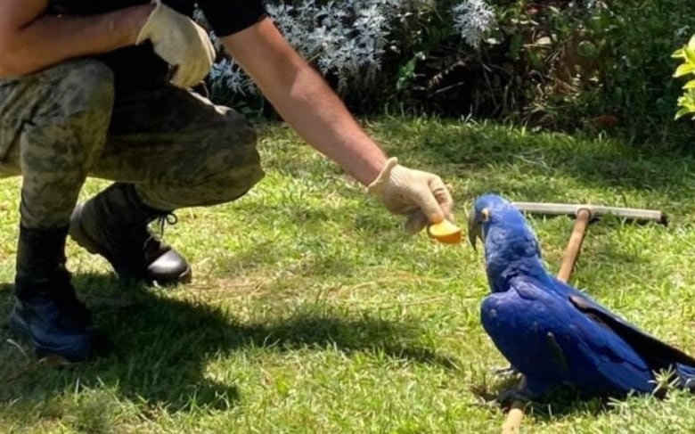 Recuperan en Candelaria un ejemplar de guacamayo azul herido.