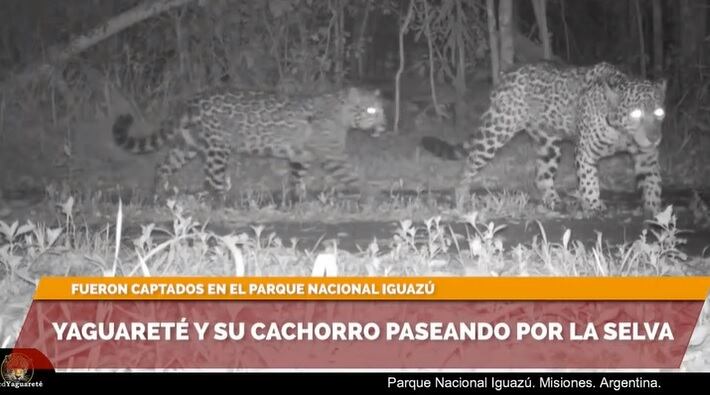 Yaguareté y su cría son captadas por cámara trampa del Parque Nacional Iguazú.