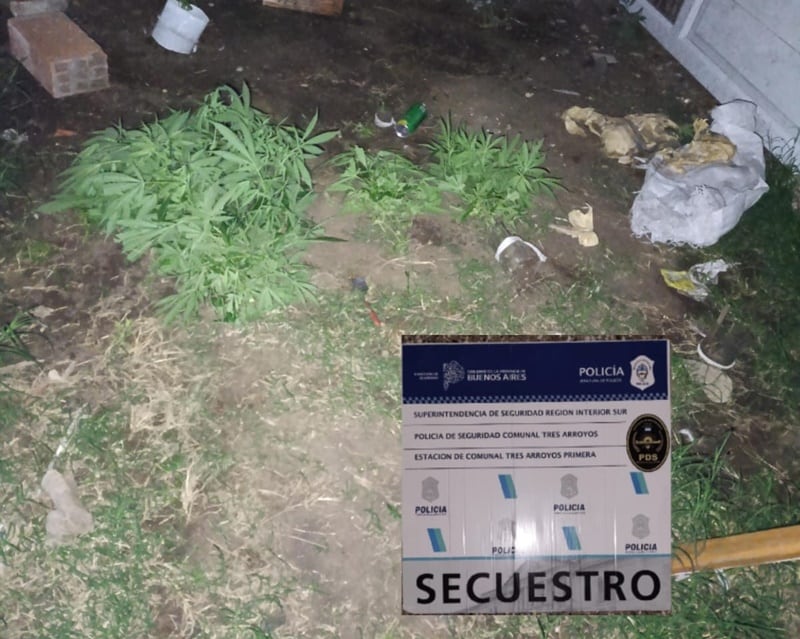 Secuestraron plantas de marihuana en el domicilio de un aprehendido por amenazar de muerte a su pareja