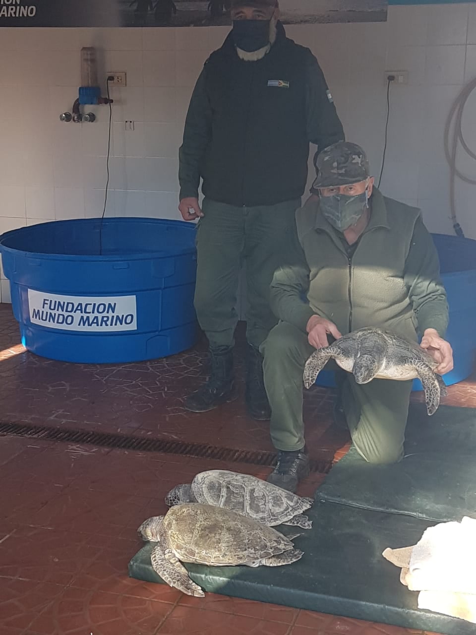 Rescatan Tortugas marinas en Reta