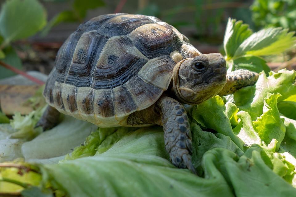 Tortuga de tierra