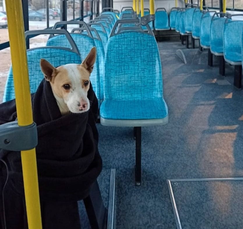 Corchito, el compañero fiel de los choferes del micro Oeste.