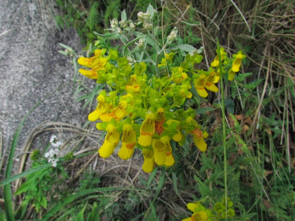 Parte de la flora en la zona.