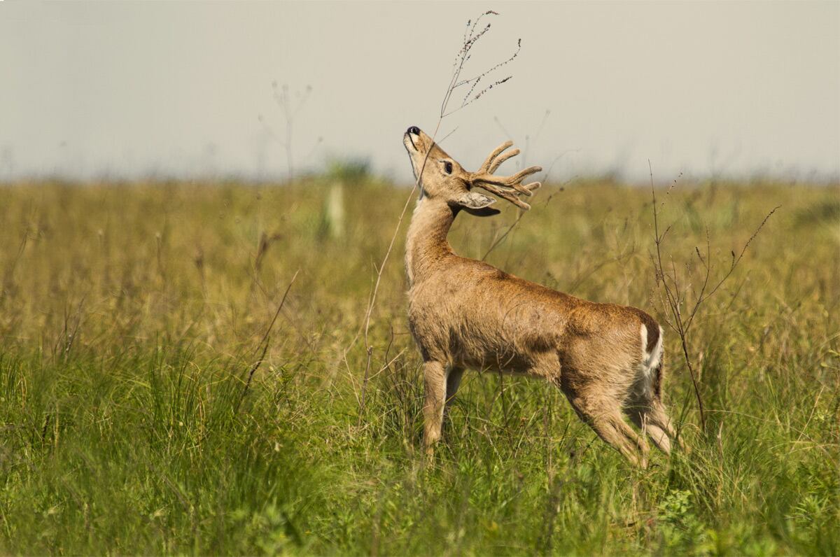 Venado de las pampas