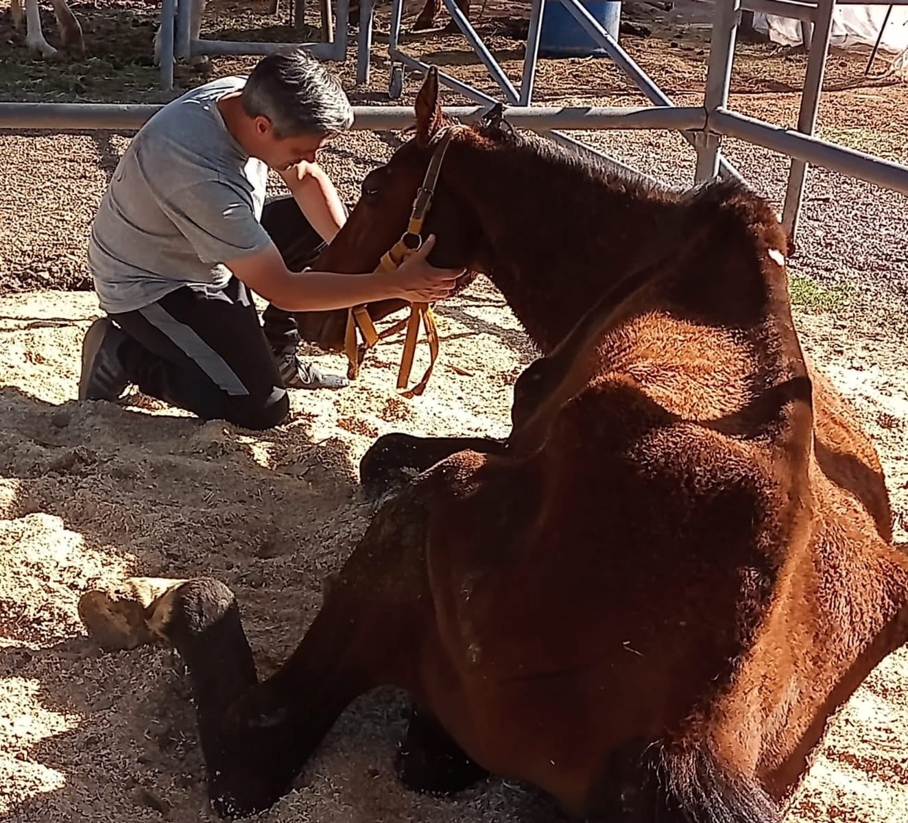 La Asociación PEMPA lleva a cabo una campaña de donación para salvar la vida de Durazno, un caballo pura sangre que sufrió maltrato animal y se encuentra en grave estado de salud.