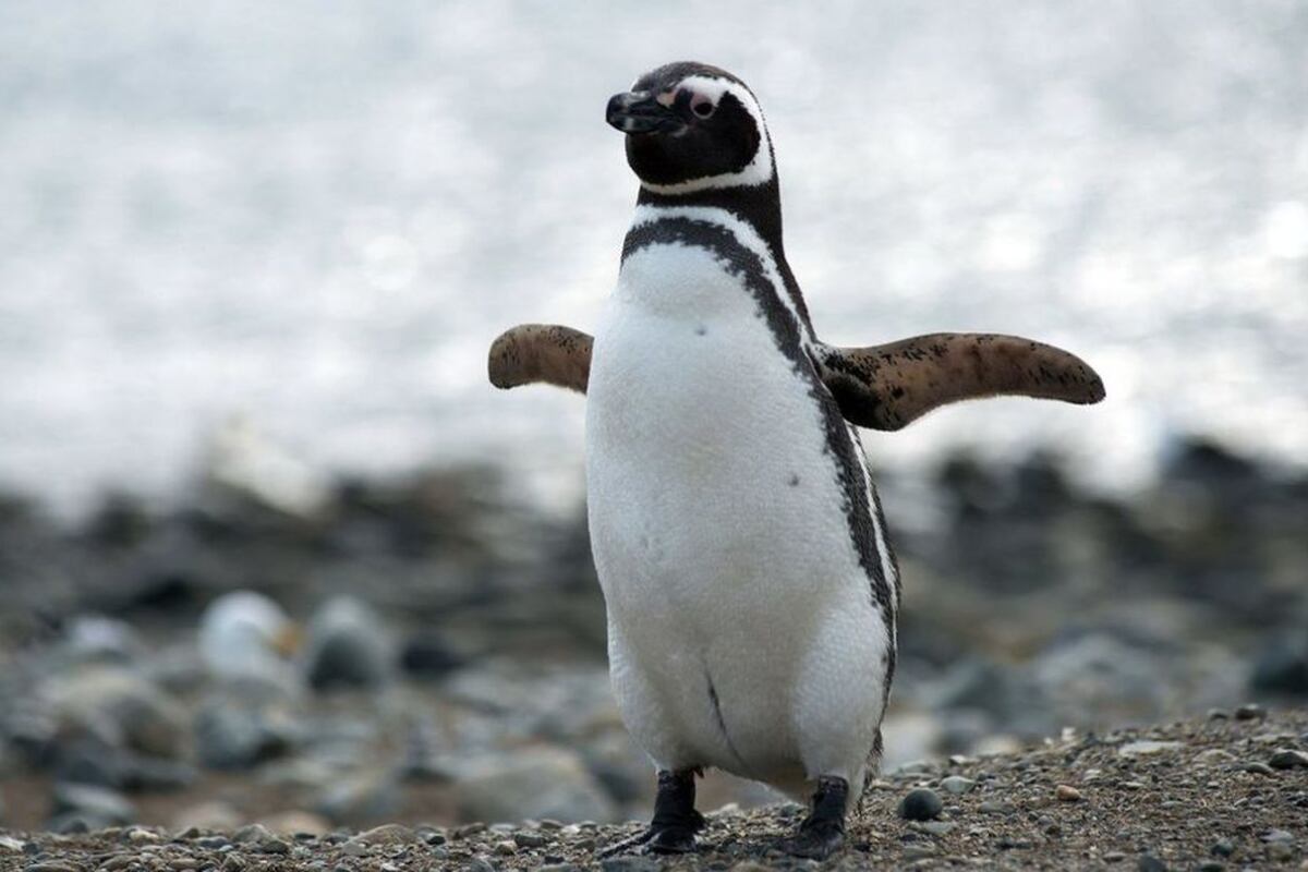 Llegaron los primeros pingüinos de Magallanes a Santa Cruz: están en Monte León preparando sus nidos
