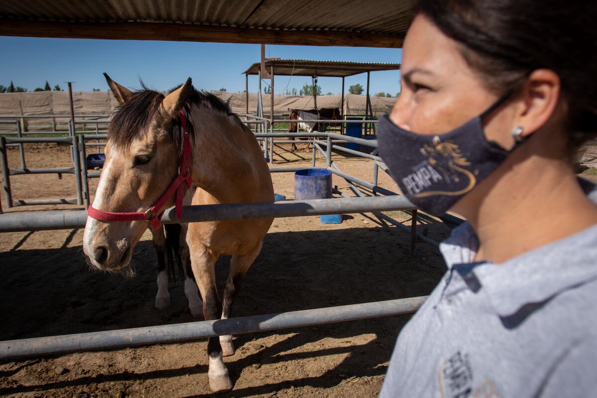 Asociación Pempa pide que la fiscalía no le quite caballos que rescataron de dueños maltratadores