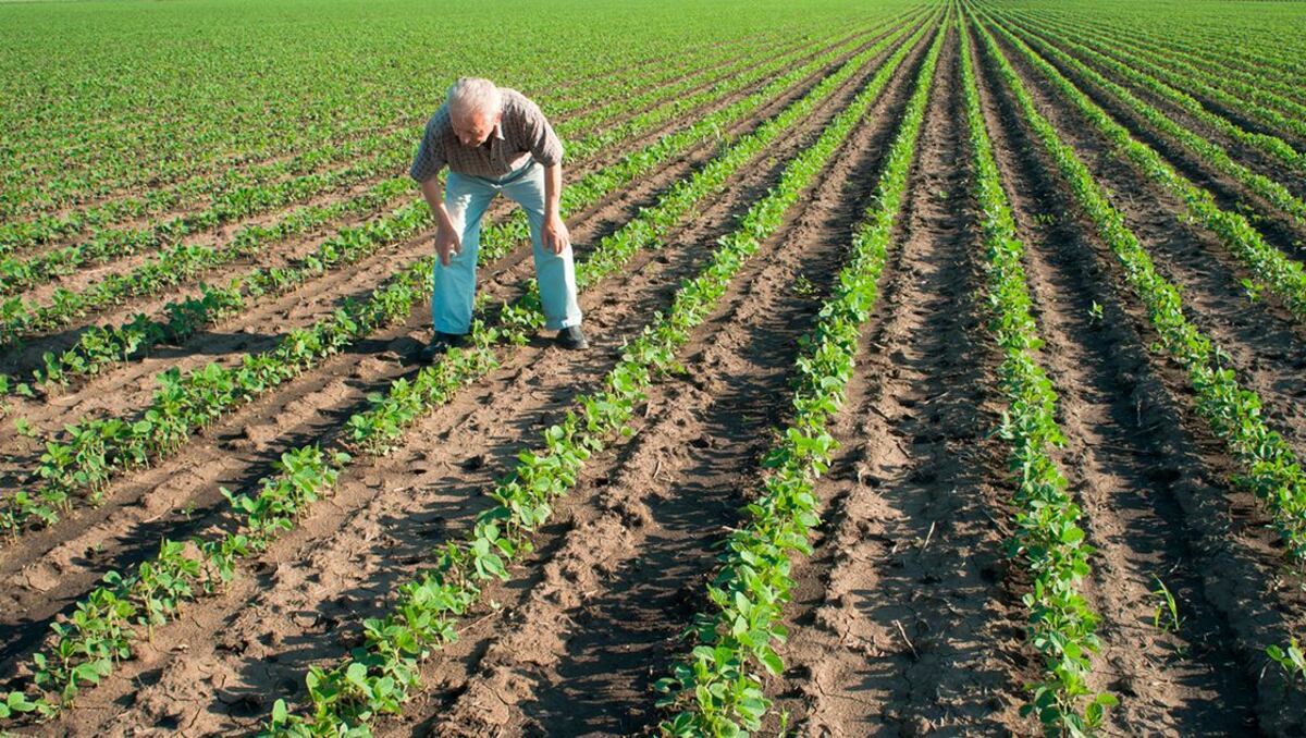 La emisión de carbono en la agricultura es baja gracias a la biotecnología