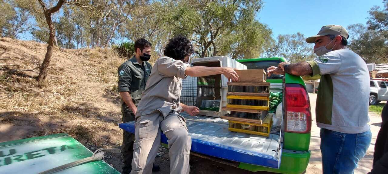 Las aves poseen un plumaje vistosos y tienen distribución en la zona del departamento San Justo.