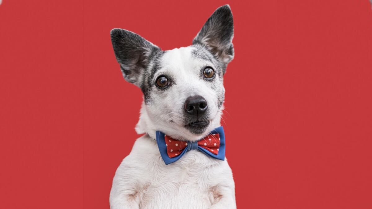 De vivir en la calle a tener un lujoso armario: así cambió la vida de este perro