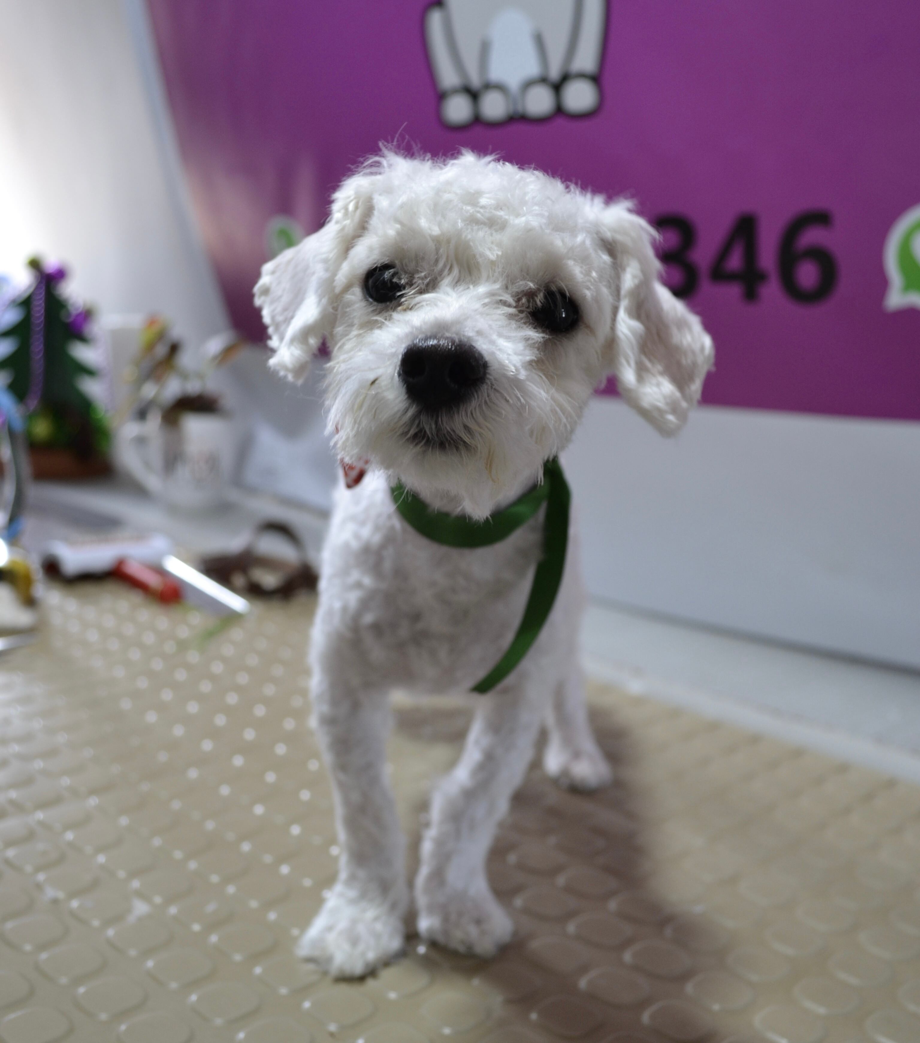 "Teo" después de su corte de pelo, más fresco y listo para el verano.