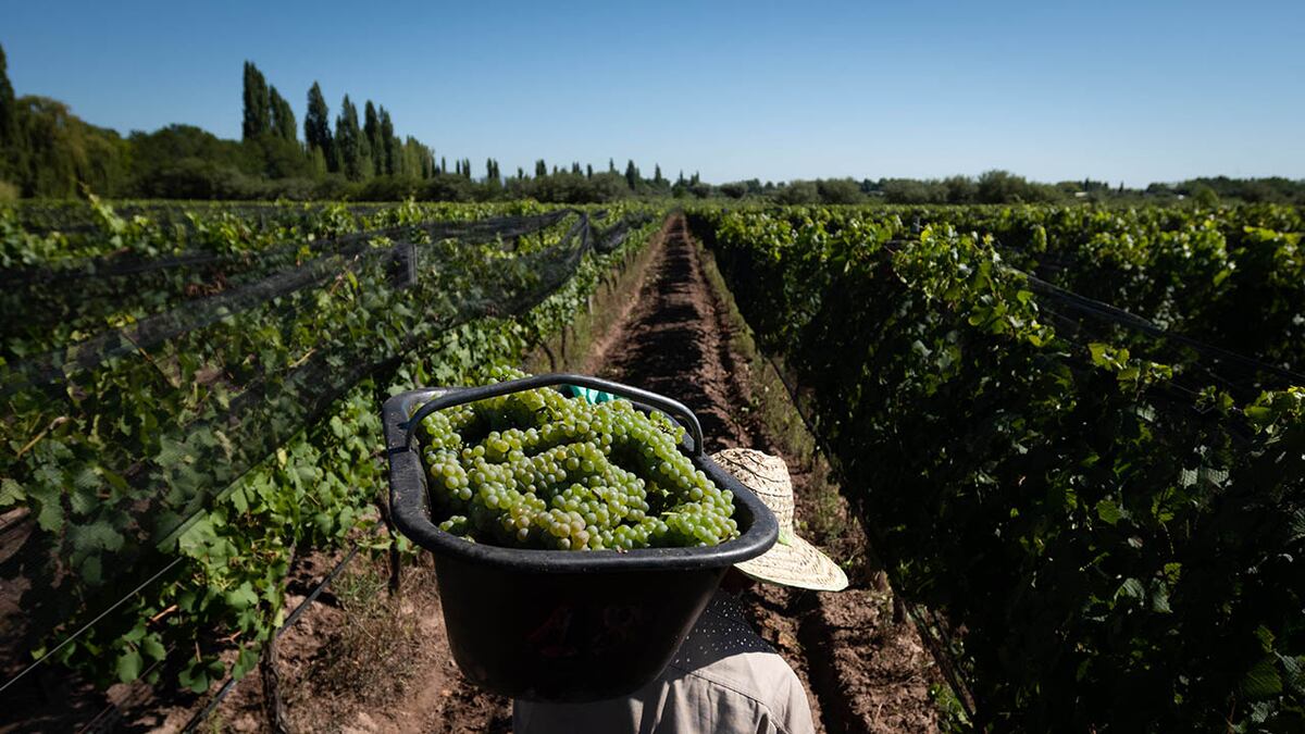 En época de Vendimia, viñateros de Mendoza y San Juan piden mejorar el precio de la uva