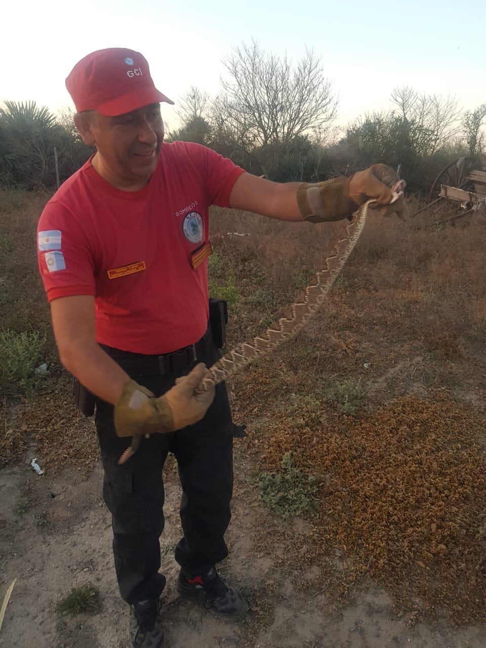 La serpiente cascabel rescatada en San Francisco del Chañar.