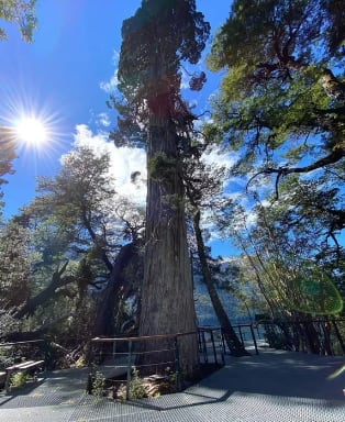 Alerzal Milenario, el árbol más grande del mundo ubicado en Chubut.