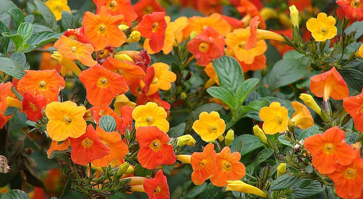 Cuáles son las flores más lindas e ideales para decorar el balcón