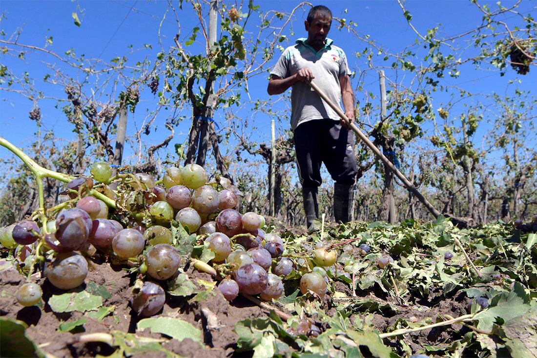 Para 7 de cada 10 productores , su actividad es mal negocio