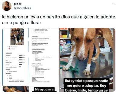 Pusieron en adopción a un perro de dos años: le armaron un CV.