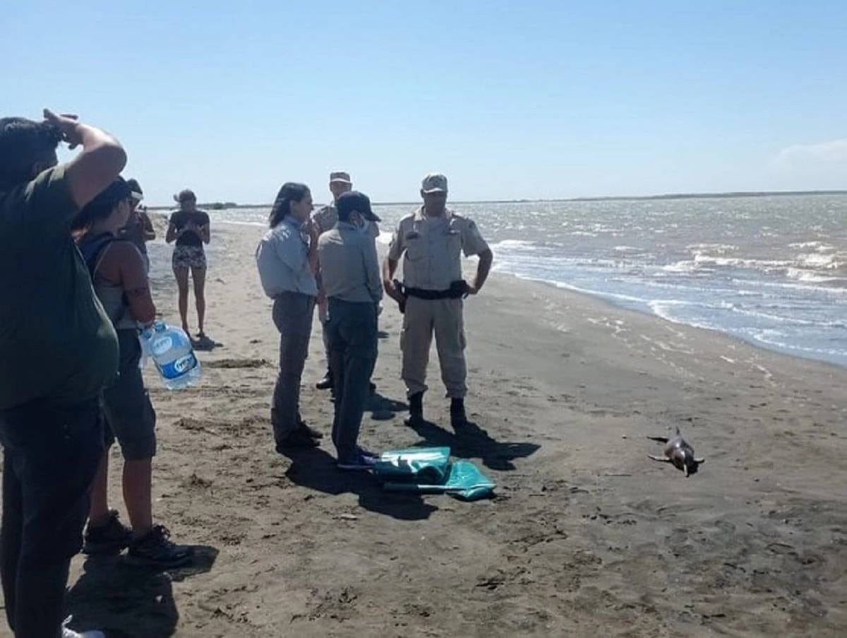 Así fue el rescate de un delfín en Viedma.