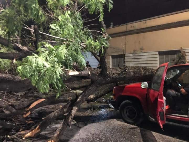 Caída de árboles en Córdoba