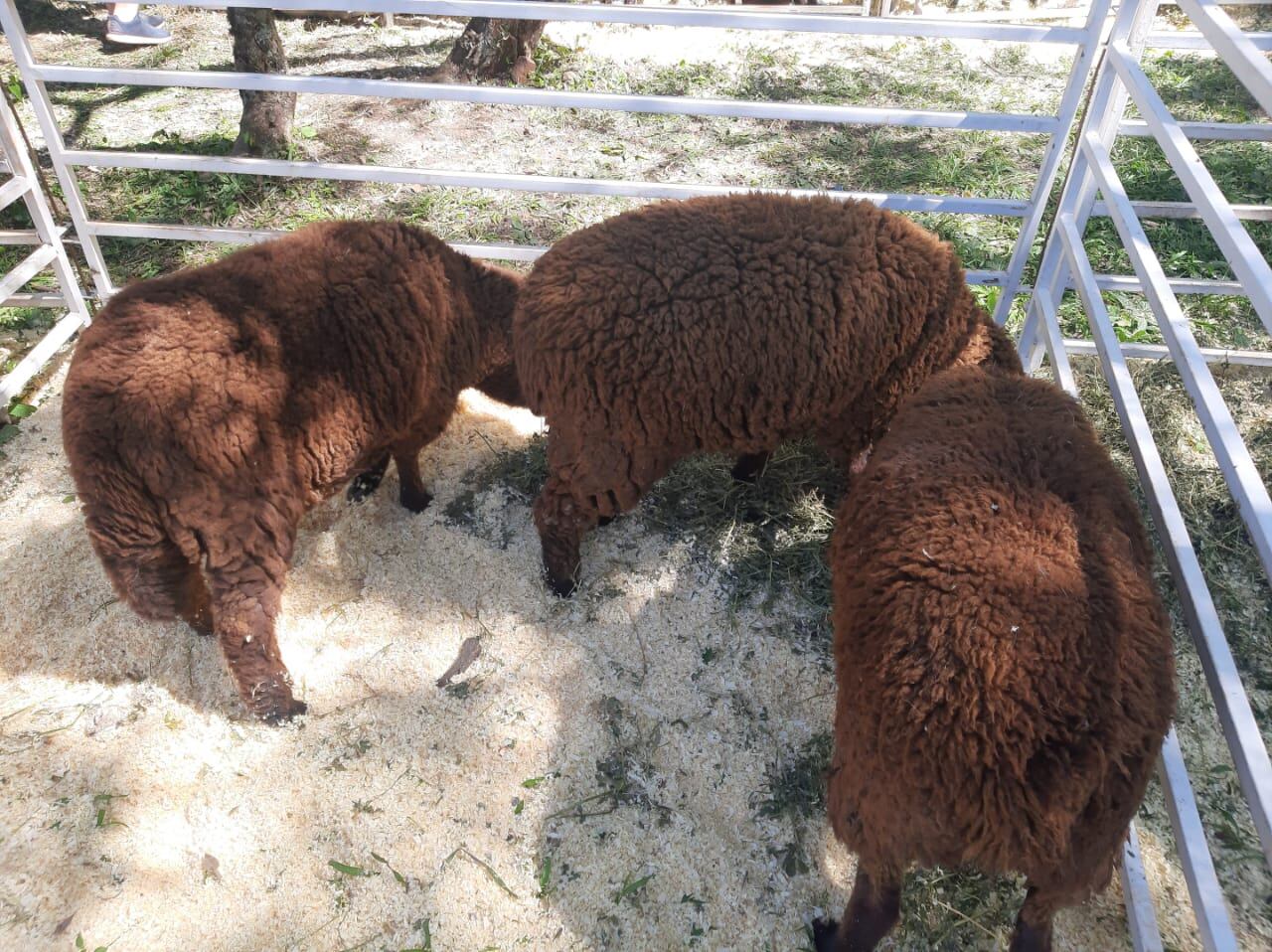 La 2° edición de la Expo Cuenca Ovina-Caprina convocó a un importante número de agricultores en Profundidad