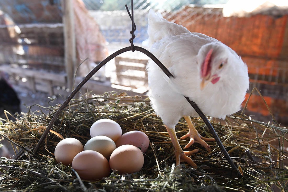 Mendoza 13 de mayo de 2021   Suple Fincas
Gallinas, pollos
pollitos y gallinas en un gallinero de una vivienda en una finca
foto José Gutierrez / Los Andes