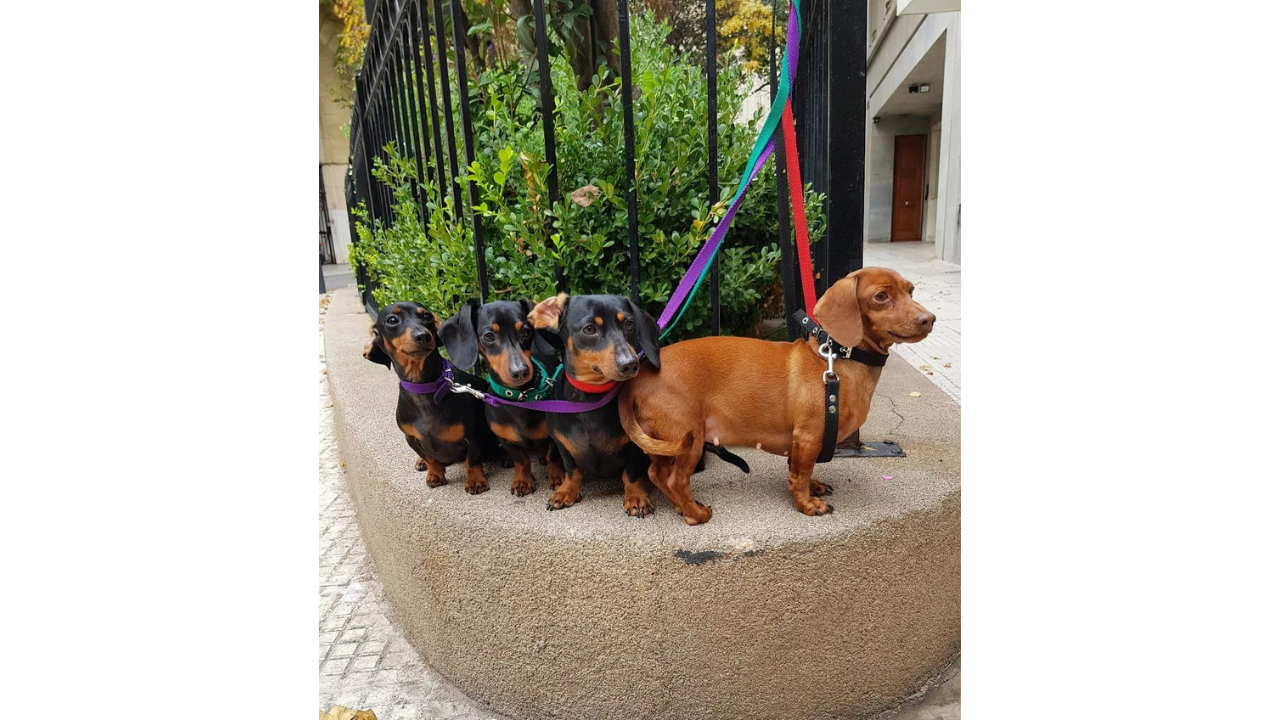 Ricardo compartía todo con sus amigos de cuatro patas.