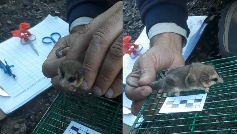 Encontraron cuatro ejemplares de Monitos del Monte en Neuquén.