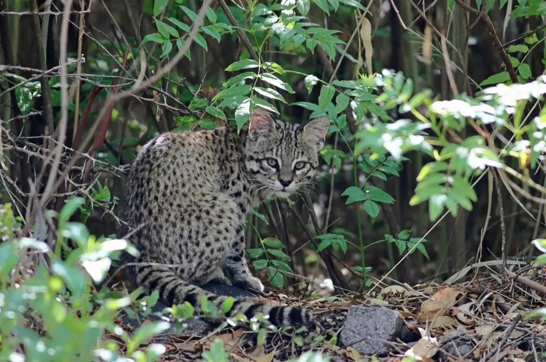 Gato del monte, fotografía de Ricardo Cassani.