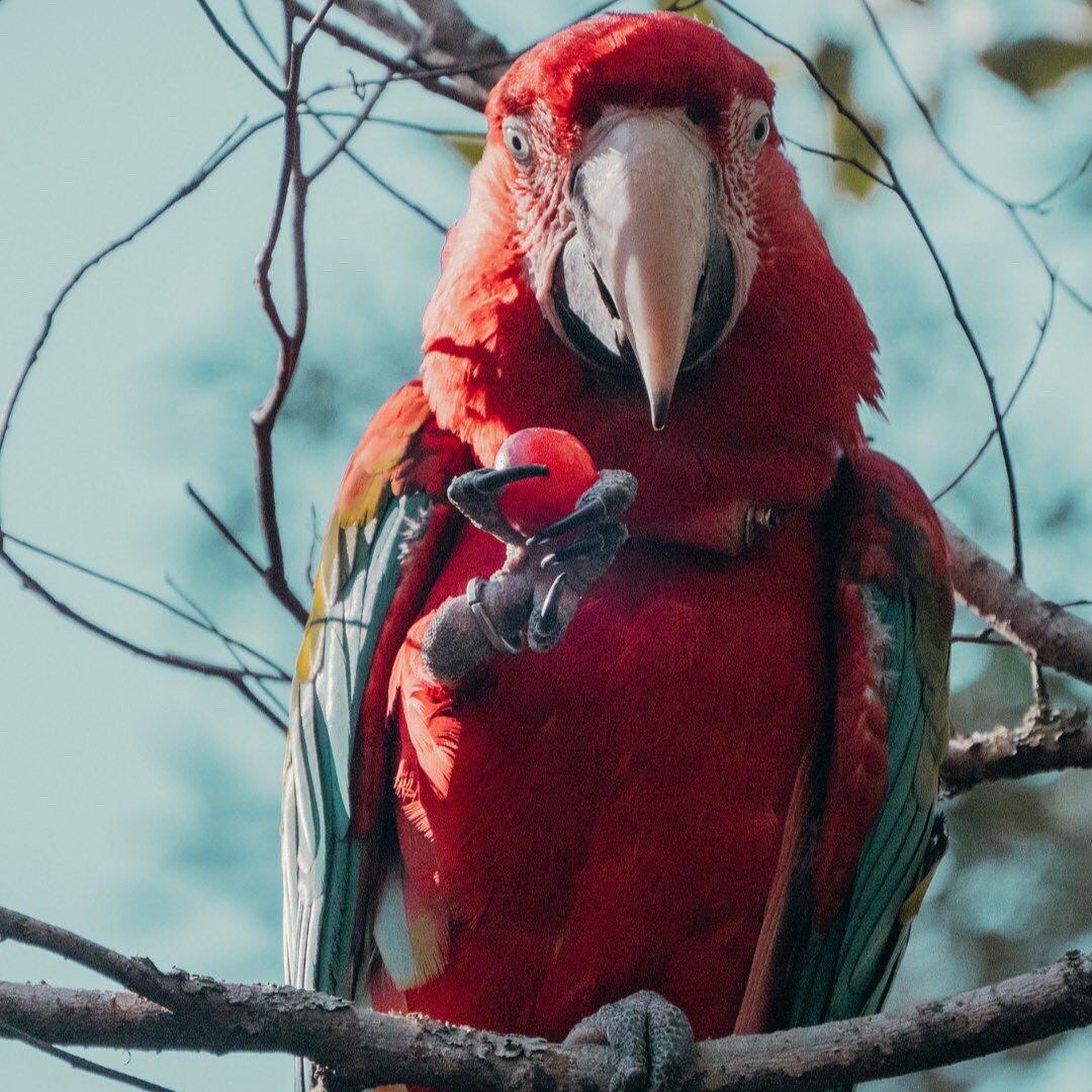 Guacamayo rojo en el Iberá.