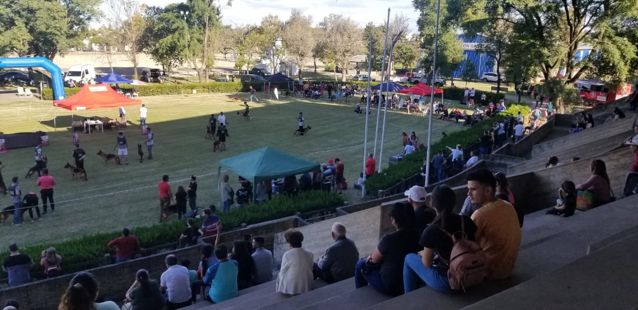 Campeonato Ovejero Alemán