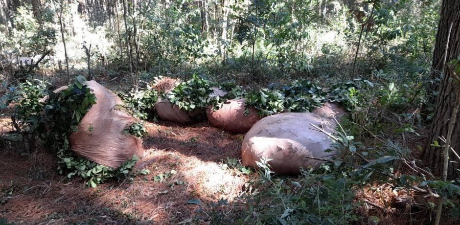 Intento de robo de hoja verde en Eldorado. Policía de Misiones