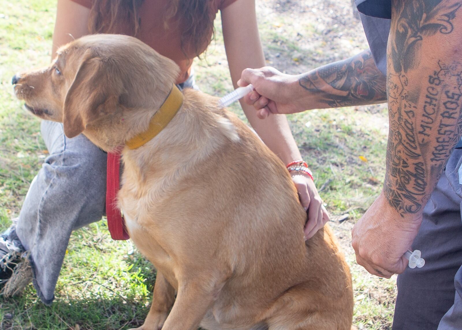 Operativo gratuito de vacunación para mascotas en Maipú.